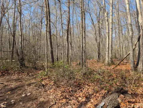 Wooded Land Parcel For Sale