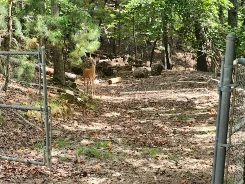 Ellijay, GA Vacant Lot