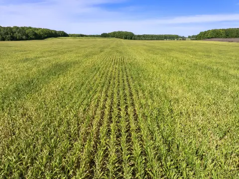 Agricultural Land