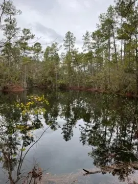 Wooded Land Near Valdosta