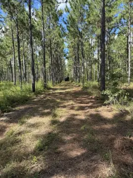 Wooded Hunting Land
