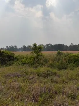 Cleared Land Near Lakeland