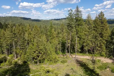 Wooded Land Parcel