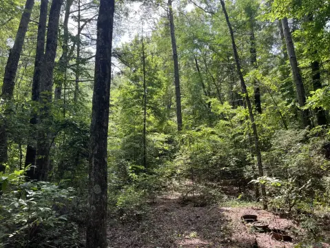 34 Acres of Timberland
