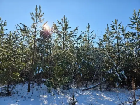 Timber Hunting Land