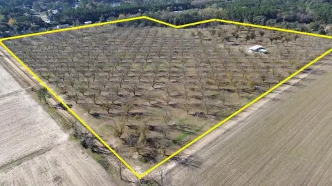 Irrigated Pecan Orchard
