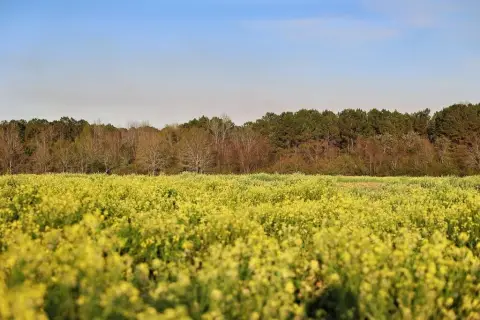 55-Acre Hunting Land