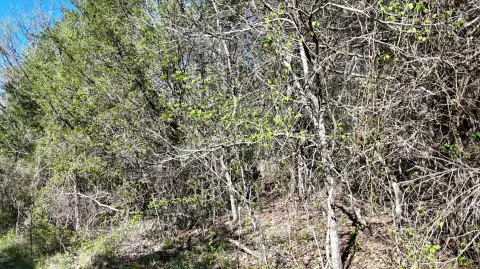 Shell Knob Vacant Land