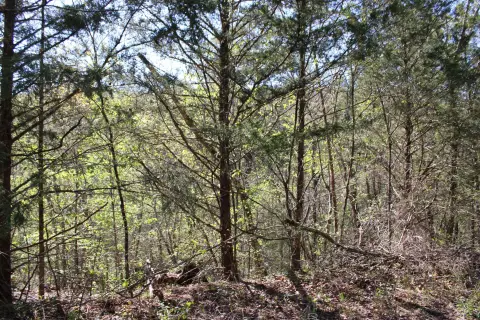 Shell Knob Land For Sale
