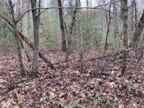 Ellijay Vacant Lot with Creek