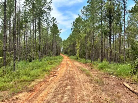 Hunting Land with Pine Plantation