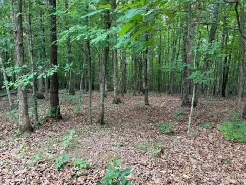21 Acres Wooded Land