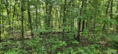 Wooded Hunting Land