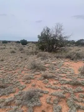 Level Treed Land