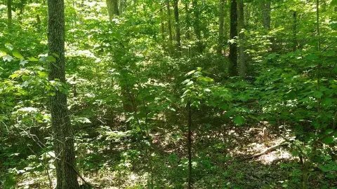 Land Near Mark Twain Forest