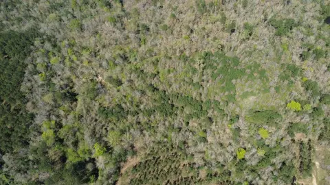 Timbered Hunting Land Tract