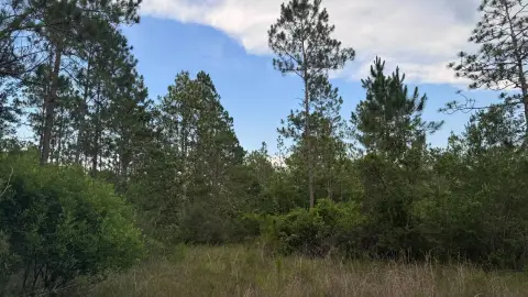 Heavily Wooded Hunting Land