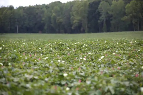 485 Acres Investment Tract For Sale