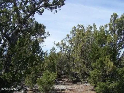 Treed Hunting Land