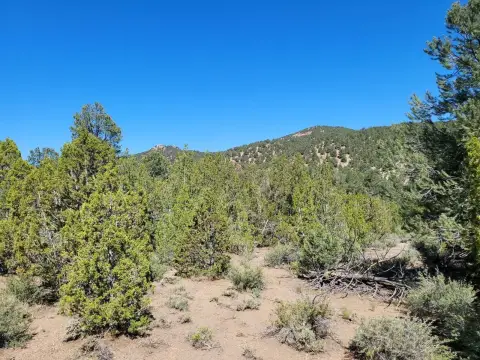 40 Acres of Nevada Land