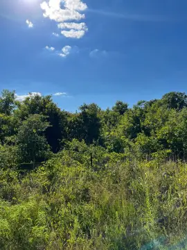 40 Acres of Serene Land