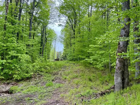 Piseco Wooded Land Parcel