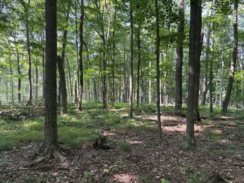 Wooded Agricultural Land