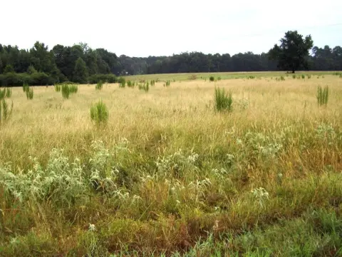 Fenced Agricultural Land with Pasture