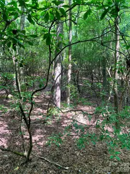Brevard Land Near Gorges Park