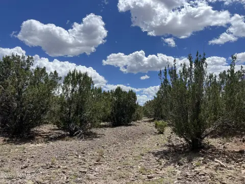 Treed Land Near Grand Canyon