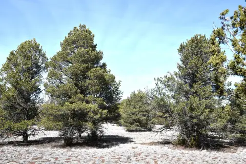 Heavily Treed Land Parcel
