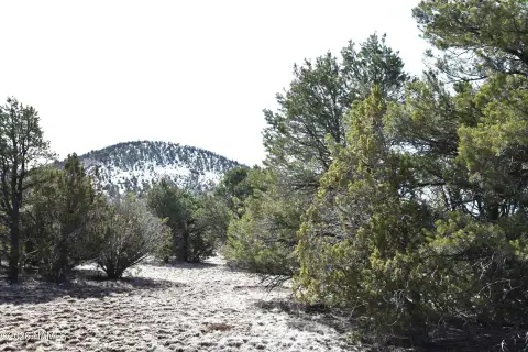 Heavily Treed Land Parcel