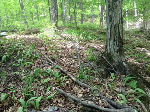 Vermont Land with Conservation Easement