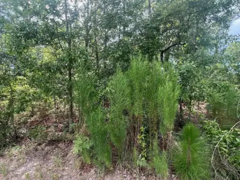 Wooded Lot in Beech Island