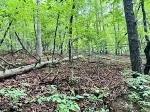 Wooded Lot in Blue Ridge