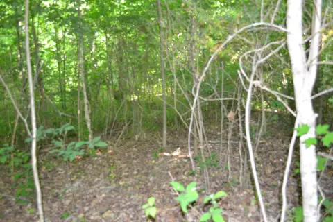 Livingston, TN Vacant Wooded Land
