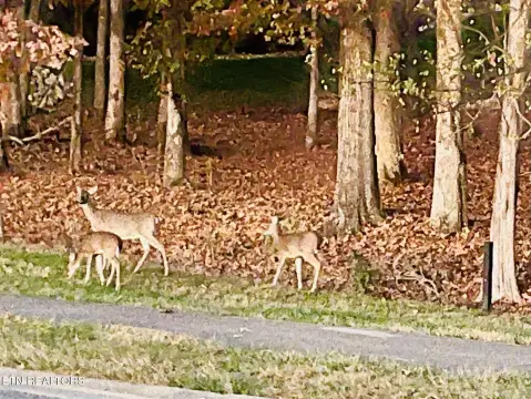 Loudon, TN Land For Sale