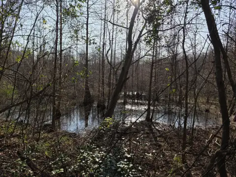 Beech Island Hunting/Rec Land