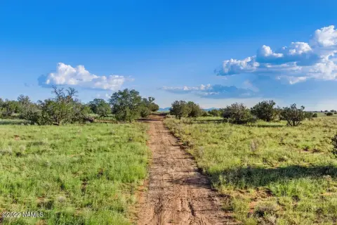 Heavily Treed Land Near Grand Canyon