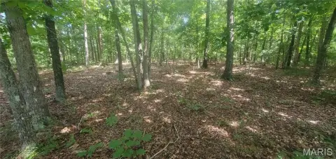Wooded Hunting Land with Highway Access