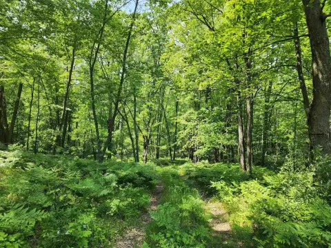 25 Acres of Wooded Land