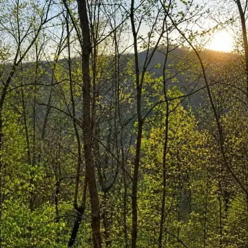 Mountain View Lot in Cherry Log