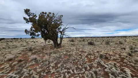 Williams, AZ Land with Views