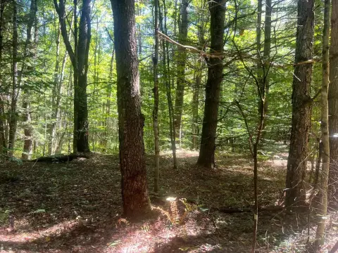 Wooded Hunting Land with Trails