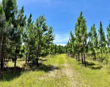 Timberland Recreation Tract