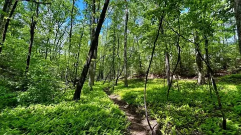 Ellijay Vacant Homesite Opportunity