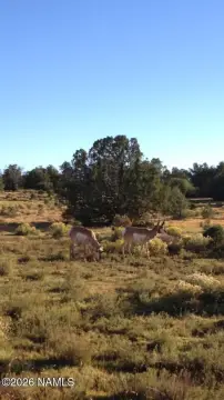 16 Acres Hilltop Land, Williams