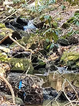 Unrestricted Land Near Hemptown Creek