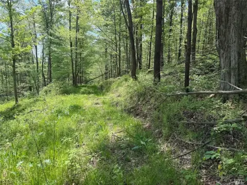 Recreational Hunting Land with Road Access