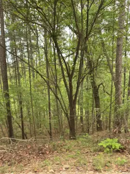 Wooded Lots in Hot Springs